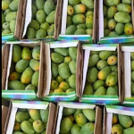 100 % Organic Products