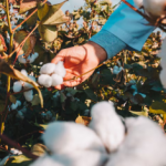 Groundnut & Cotton Farming