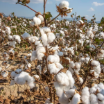 Groundnut & Cotton Farming