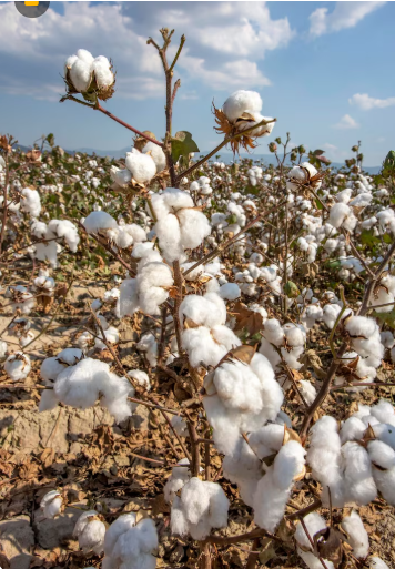 Groundnut & Cotton Farming