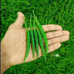 Fresh vegetables, fruits, green chilies, and husked coconuts.