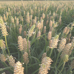 Psyllium (Isabgol) products