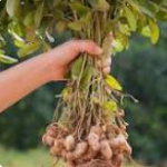 Farming of Groundnut