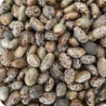 Farming of pomegranate, castor seeds, Cumin , Cotton