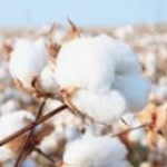 Farming of pomegranate, castor seeds, Cumin , Cotton