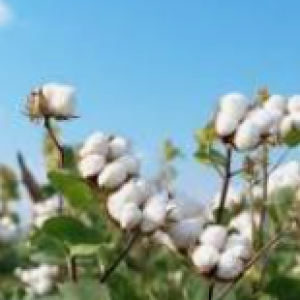 Farming of pomegranate, castor seeds, Cumin , Cotton
