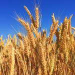 Farming of Cumin & Wheat