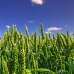 Farming of Cumin & Wheat