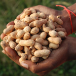 Farming of Groundnut