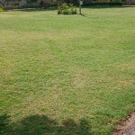 Professional Gardener