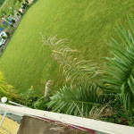 Professional Gardener