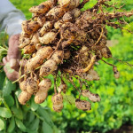 Farming of Groundnut
