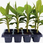 Agriculture (banana plant, papita plant)