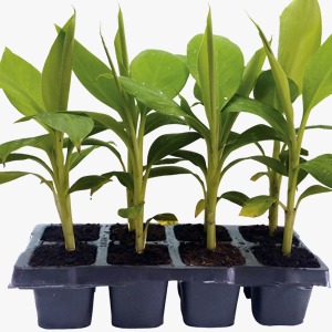 Agriculture (banana plant, papita plant)
