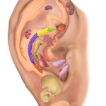 Accupressure & Therapy Center