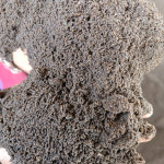 Premium vermicompost