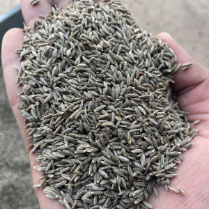 Cumin Seeds
