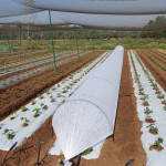 Plastic Film , Plastic Film & Agri mulching film