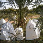 Plastic Film , Plastic Film & Agri mulching film