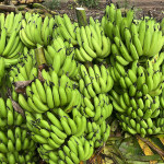 Farming of Banana