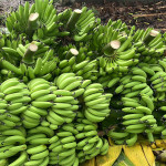 Farming of Banana