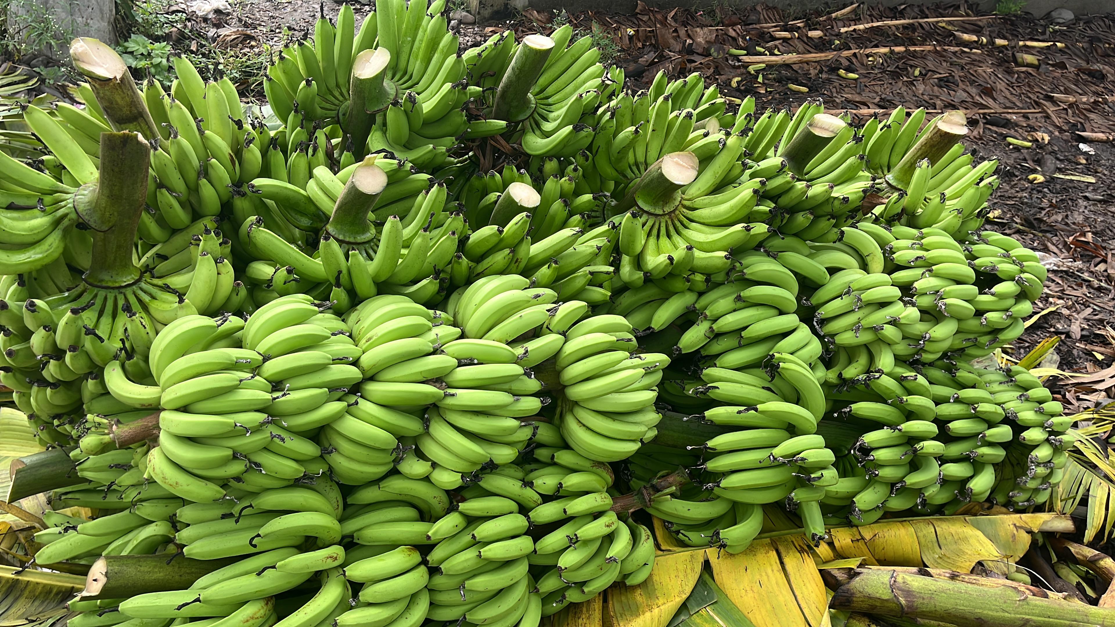 Farming of Banana