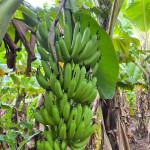 Farming of Banana