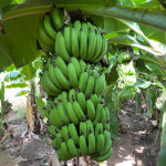 Farming of Banana