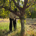 Mango Farm & Organic Products