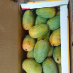 Mango Farm & Organic Products