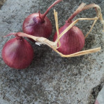 Onion Seeds